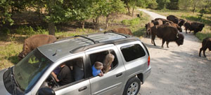 Buffalo Beside Road in Safari Ride